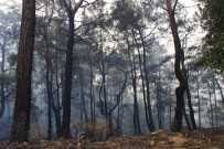 ORMAN BAKANI - Dalaman Ve Göcek Ormanları Küllerinden Yeniden Doğuyor