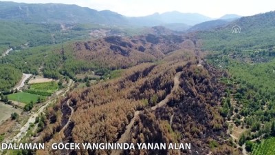 Dalaman Ve Göcek'te Yanan Alanlar 11 Kasım'da Ağaçlandırılacak