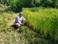 MURAT ÖZTÜRK - Devlet Teşvik Etti, Köylüler Tekrar Tarıma Döndü