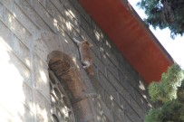 KURTARMA OPERASYONU - Ağaçta 4 Gün Mahsur Kalan Kediyi Vatandaşlar Kurtardı