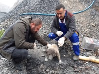 FATİH ÇİFTÇİ - Aracın Çarptığı Köpek Tedavi Altına Alındı