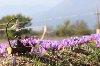 Doğal Fotoğraf Platosu 'Safran Tarlaları'