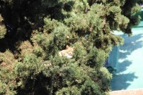 KURTARMA OPERASYONU - (Özel) Ağaçta 4 Gün Mahsur Kalan Kediyi Vatandaşlar Kurtardı