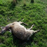 KEÇİ - Sürüye Saldıran Aç Kurtlar 10 Keçiyi Telef Etti