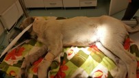 Trafik Kazasında Yaralanan Köpeğe Nevşehir Belediyesi Sahip Çıktı Haberi