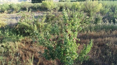Bu Elmaların Geliri Öğrencilere Burs Olacak