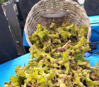 Fındık İhracatı Hızlı Başladı