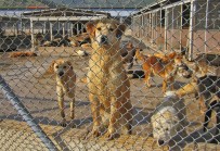 PSİKOLOJİK TEDAVİ - Hayvana Şiddet Hala 'Kabahat'