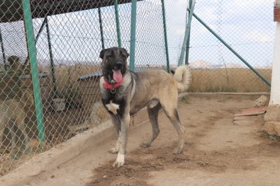 Hayvanları Öldürene Hapis Yolu