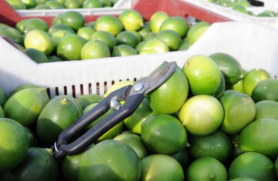 Limon Diyarında Hasat Başladı