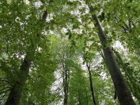 KUŞ YUVASI - Orman Bölge Müdürlüğünden Samsun'a 50 Milyonluk Yatırım