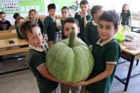 KİMYASAL MADDE - (Özel) Öğrencilerden 42 Kiloluk Bal Kabağı