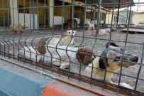 HAYVAN BAKIM EVİ - Tarsus Belediyesi, Eylül Ayında 476 Sokak Hayvanını Tedavi Etti