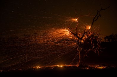 Kaliforniya Orman Yangınlarıyla Mücadele Ediyor