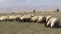 HAYVANCILIK - Muş'ta Tarım Ve Hayvancılık Terörün Bitmesiyle Canlandı