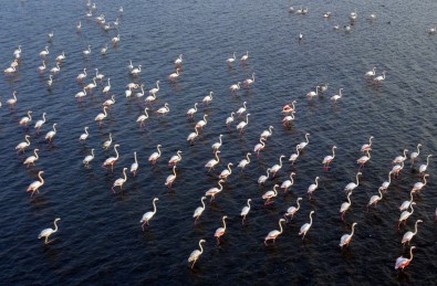 (Özel) Van Gölü Binlerce Flamingoya Ev Sahipliği Yapıyor