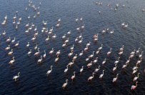 FLAMİNGO - (Özel) Van Gölü Binlerce Flamingoya Ev Sahipliği Yapıyor