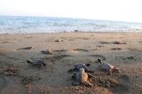 DENİZ KAPLUMBAĞALARI - 250 Bin Yavru Deniz Kaplumbağası Denizle Buluştu