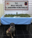 Bolu'da, Uyuşturucu Operasyonu Açıklaması 1 Gözaltı Haberi