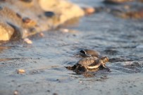 DAVULTEPE - (Özel) 250 Bin Yavru Deniz Kaplumbağası Denizle Buluştu