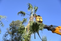 İŞ MAKİNESİ - Parklar Ve Refüjlerde Hummalı Çalışma