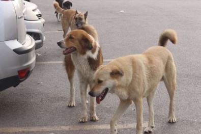 Silvan'da Başı Boş Gezen Köpekler Vatandaşları Korkutuyor