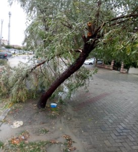 Ağaçlar Kırıldı, Yollar Göle Dündü