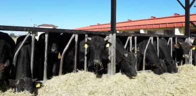 Doğu Anadolu Tarımsal Araştırma Enstitüsü'nden Hayvan Satışı