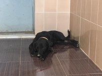 YAZıBAŞı - Dünya Hayvanları Koruma Gününde Köpeği Silahla Vurdular