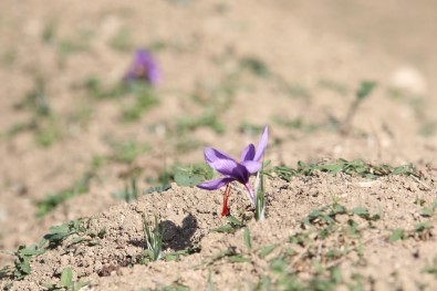 'Dünyanın En Pahalı Baharatı'nda Hasat Başladı