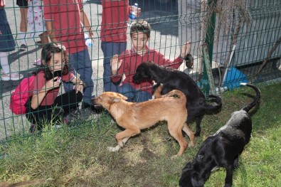Gaziosmanpaşa'da Çocuklar Hayvan Barınağını Gezip, Mama Dağıttı