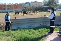 KÖSEKÖY - Kartepe'de Hayvan Barınakları Tarım Alanlarına Taşınıyor