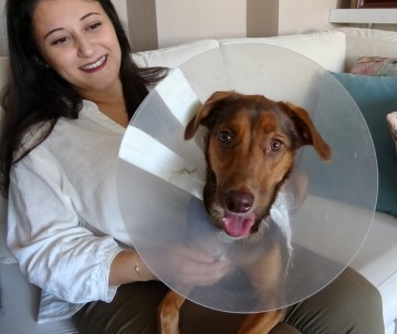 Köpeği Ameliyat Olan Kadına Belediyeden Bir Gün Refakat İzni