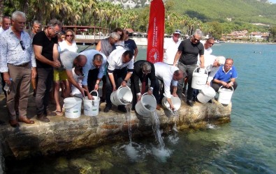 Lahos Balıkları Gökova Körfezi İle Buluştu