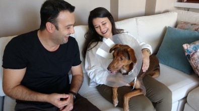 (Özel) Köpeği Ameliyat Olan Kadına Belediyeden Bir Gün Refakat İzni