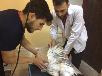 Siirt'te Yaralı Halde Mısır Akbabası Bulundu