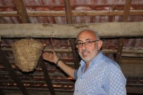 AHMET ER - Sinop'ta Yaban Arılarının Evin Çatısında Yaptığı Yuva Şaşırttı