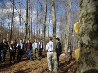 DÜZCE ÜNİVERSİTESİ - Tırtıllarla Mücadele Başladı