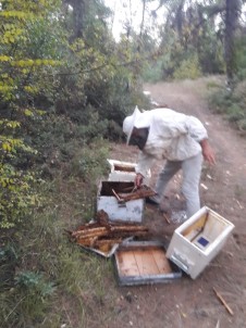 Aç Kalan Ayılar Kovanlara Saldırdı