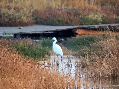 Alaçatı'daki Azmak Bölgesinde İlk Kuş Gözlemi