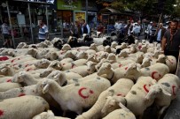 UTKU ÇAKIRÖZER - Çoban Festivali Renkli Görüntüler İle Başladı