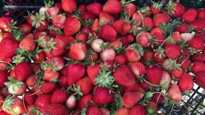 Devlet Desteğiyle 60 Yaşında Çilek Üretimine Başladı