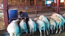KAMERA SİSTEMİ - Ekonometrist Çobandan Sıradışı Uygulamalarla Yüksek Gelir