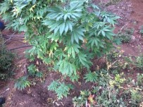 Hatay'da 60 Kök Hint Keneviri Ele Geçirildi