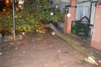 İstanbul'da Etkili Olan Yağmur, Bazı Ağaçları Yola Devirdi