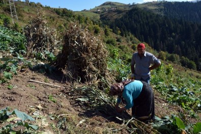 Mısır Tarlalarında Hasat Başladı