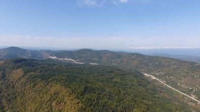 Sinop'ta Kestane Hasadı Zamanı