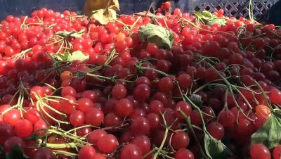 Tescilli 'Bünyan Gilaburusu'nda Verim De Talep De Arttı