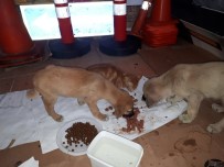 Yaralı Kedi Ve Üzerlerinden Araç Geçen İki Yavru Köpek, Tedavi İçin İstanbul'a Gönderildi