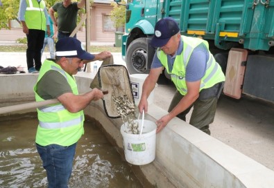Yedikır'dan 7 Milyon Pullu Sazan Yavrusu